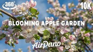 Blooming Apple Garden. VR meditation in 10K