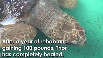 Endangered Loggerhead Sea Turtle Returned To The Ocean | SeaWorld Orlando