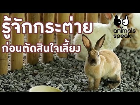 วีดีโอ: กระต่ายมีชีวิตอยู่ได้นานแค่ไหน?