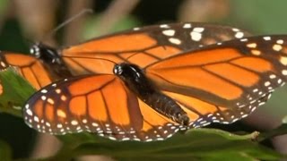 В Мексику мигрируют миллионы бабочек Монархов