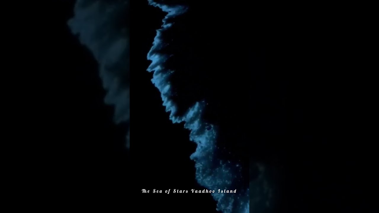 Plankton Vaadhoo Island Maldives