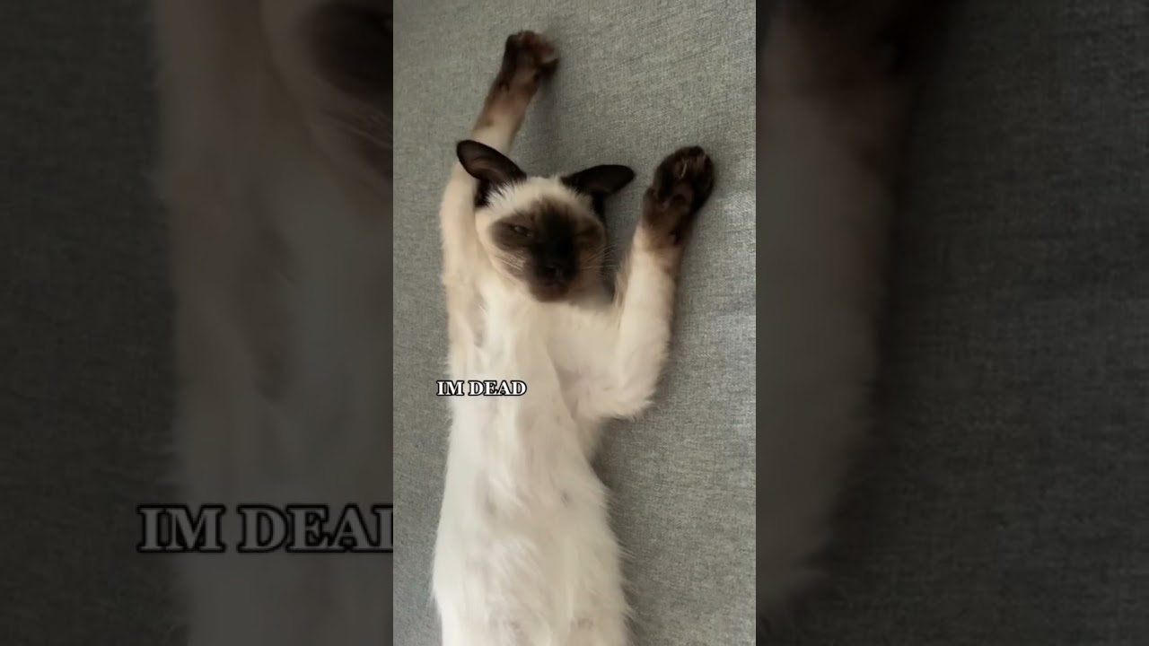 Dobby’s daily routine 🐱