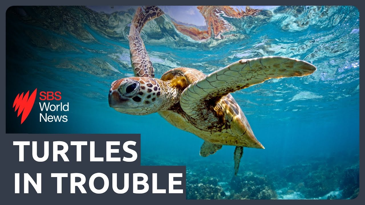 World's largest green turtle nesting site under threat from rising sand temperatures