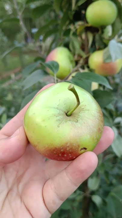 🍎СОРТ ЯБЛОНИ ЕЛЕНА🌳 #сад #яблоня #дача - YouTube