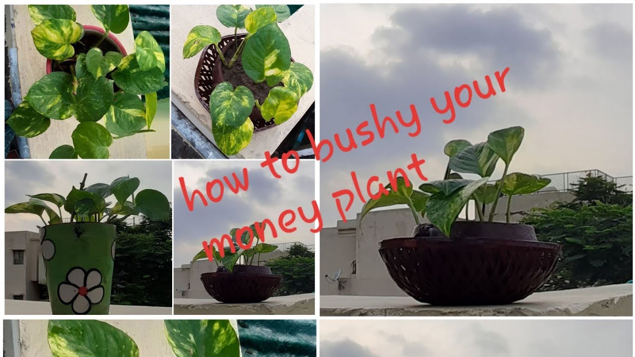 #Money plant #How to bushy your money plant .मनीप्लान्ट को घना कैसे