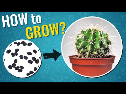 Video: Pestovanie korunného kaktusu: Ako sa starať o rastliny korunného kaktusu