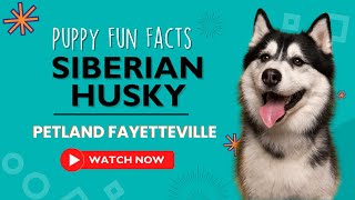 Everything you need to know about Siberian Husky puppies! by Petland Fayetteville 4 views 9 months ago 1 minute, 4 seconds