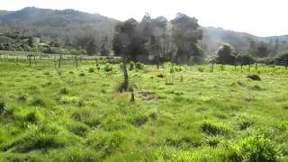 carrizalillo constitucion septima region.MOV