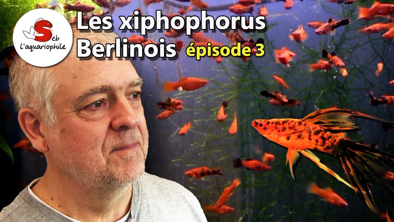 La passion des xiphophorus berlinois , épisode 3 - Poisson d'aquarium ✔