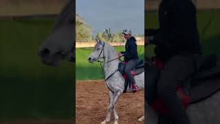 الحصان الاشهب horse