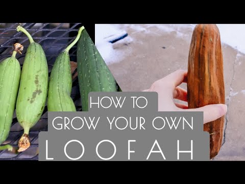 Video: How To Grow And Use A Loofah (loofah)