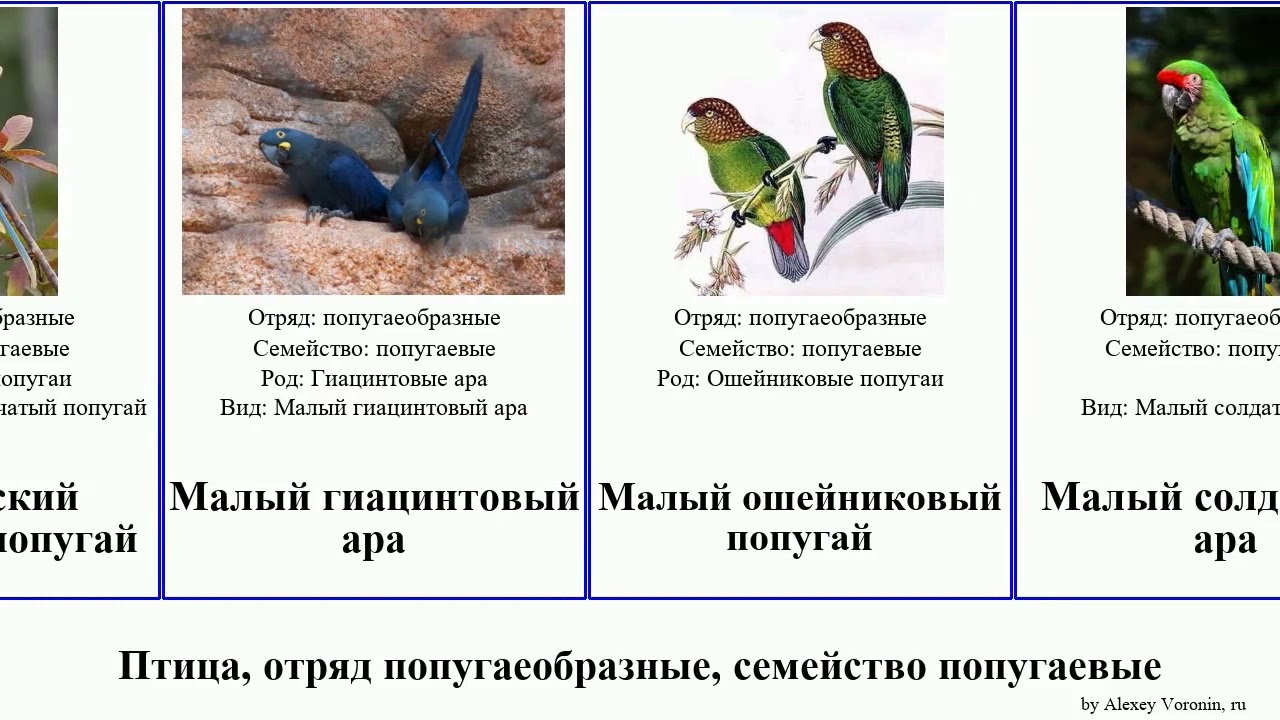 Лесбиянка попуга алды Лесбиянка попуга алды