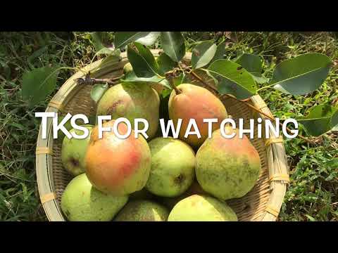 Video: Comice Pear Trees - Trồng lê Comice trong vườn nhà