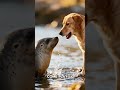 The Dog and the Seal , Unlikely Best Friends: Dog Meets Seal Daily 🌊🐶