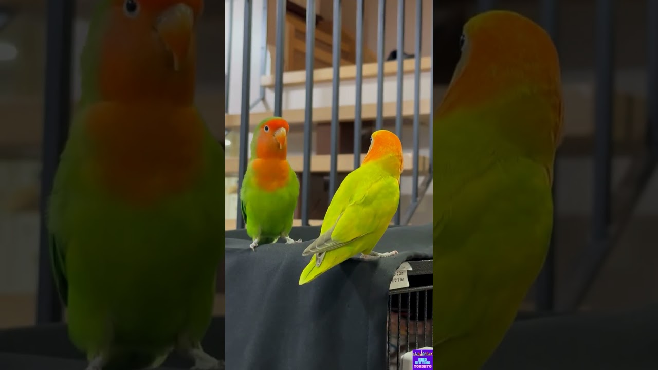 Kiwi and Peachy's boarding recap with Bird Sitting Toronto