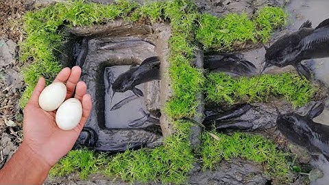 Big Catfish Hunting By Secret Trap | Catfish Catching Trap | Magur Fish Hunting | GSBD