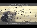 Photographier les oiseaux  les limicoles en vol