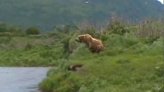 Bear Fight Kodiak Island
