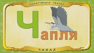 Мультіпедія Тварин. Літера Ч - Чапля