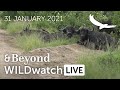 Wildwatch live  31 january 2021  morning safari  south africa