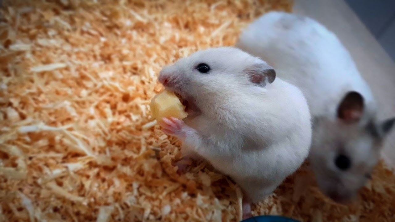 Epic Hamster Treat Extravaganza Cute & Hilarious Fun YouTube