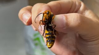 The breeding behavior of giant hornets is scary - YouTube