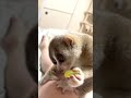 ピッテロビアンコ(ぶどう)を食べるスローロリス【こじろう&りんころもち】　#スローロリス #ピッテロビアンコ