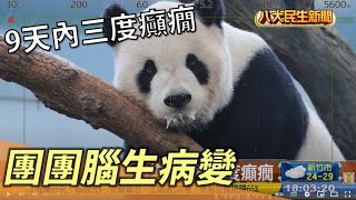 團團腦生病變 9天內三度癲癇 |【民生八方事】| 2022092306 @gtvnews27