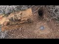 EASIEST WAY TO TRAP COYOTES!!!