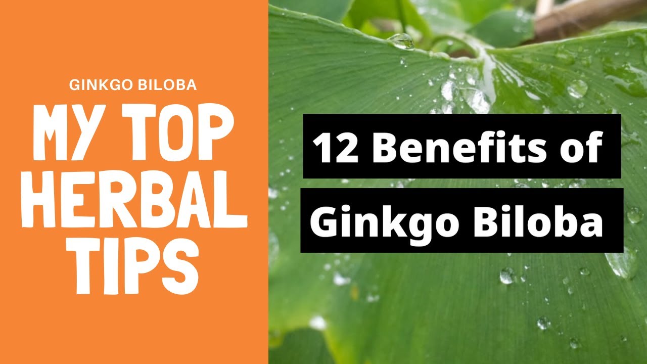 Ginkgo Biloba YouTube