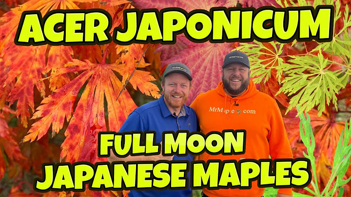 Acer Japonicum Full Moon Japanese Maple | Saturday Showcase | - DayDayNews
