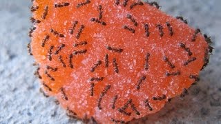 видео Как избавиться от муравьев на кухне