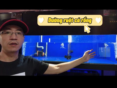 hoi ca rong da nang Update CHIA SẼ CÁCH NGĂN NGỪA | BỆNH ĐƯỜNG RUỘT | CHO CÁ RỒNG..
