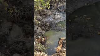 Beaver work #youtubeshorts #wildlife #trending #trapper #beaver #tiktok