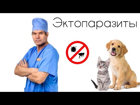 Эктопаразиты//КАК ИЗБАВИТЬСЯ ОТ БЛОХ И КЛЕЩЕЙ