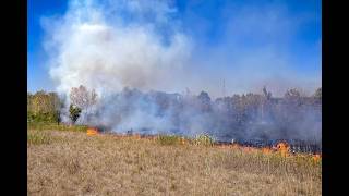 Bundesländerübergreifender Vegetationsbrand in der Lobau