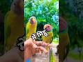 Honny Fuuny рџ њрџ њ Nonstoptalkingparrot Funny Parrot Sammk Honny Fuuny рџ њрџ њ Nonstoptalkingparrot Funny Parrot Sammk