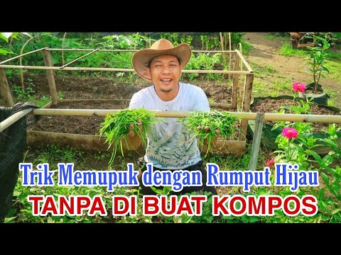 Video: Phacelia Adalah Tanaman Madu Dan Pupuk Hijau Yang Sangat Baik Untuk Pondok Musim Panas Dan Petak Kebun