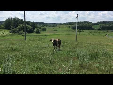 Видео: Землянск