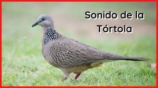 CANTO de la TÓRTOLA (10 Minutos) 🕊️🎶🔊 by Relax Your Mind 32,903 views 2 years ago 10 minutes, 56 seconds