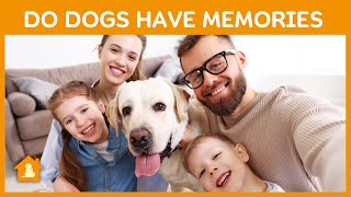 How A Dog's Memory Works 🐶 | Do Dogs Have Memories | Pets Guideline