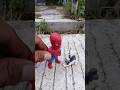 Spiderman Vs Cat Meow #superhero #marveltoys #spiderman