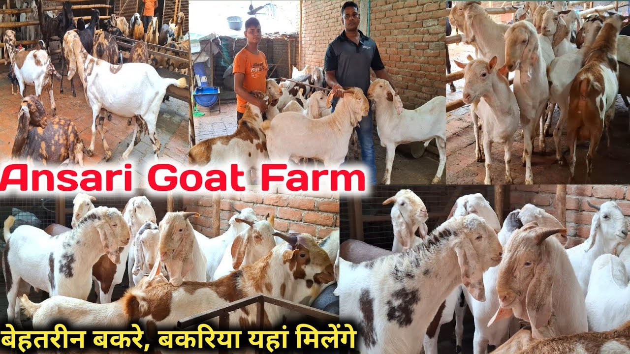 बेहतरीन सोजत, गुजरी,बरबरी, सिरोही बकरे, बकरियां सस्ते रेट में खरीदे ...