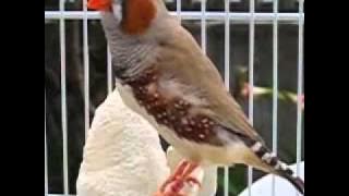 Download lagu chant diamant mandarin 3.mp4