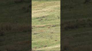 Long Range Coyote Double | HUNTING | #shorts #short #shortsvideo