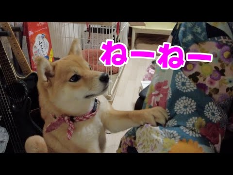 【柴犬小夏】催促にますます人間味が増してきました