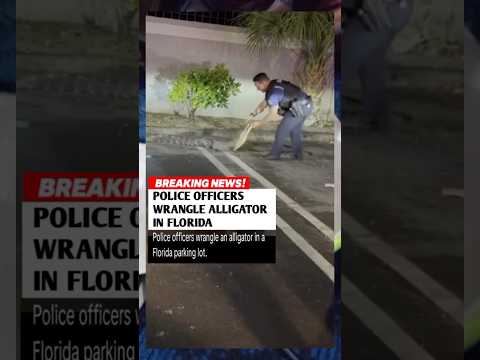 Only in florida cop vs alligator! 🐊 ​#Florida #Alligator #Police #usa  #Wildanimals #Policeofficer
