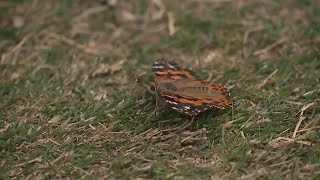 Butterfly release event honors loved ones in Downtown Summerlin