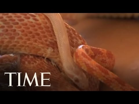 Slithering Masseurs In Israel  | TIME