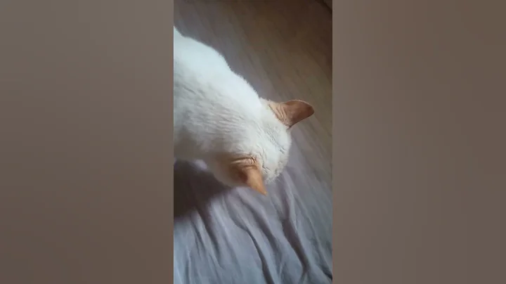 Video 9610061: love siamese, cat love